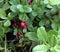 Lingonberries ripe on a Bush in the fores