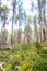 Lingonberries in the woods in a clearing in the forest