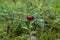 Lingonberries in the woods in a clearing in the forest