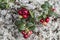 Lingonberry berries on a background of lichen