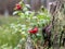 Lingonberry berries, close-up view