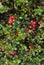 Lingonberry berries among green leaves