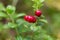 Lingonberry berries in a summer