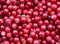 Lingonberry  Berries. Uniform texture of fruits. Ripe. Reds. Pattern. Autumn blanks for the winter. Gifts of the forest.