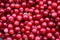 Lingonberry  Berries. Uniform texture of fruits. Ripe. Reds. Pattern. Autumn blanks for the winter. Gifts of the forest.