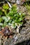 Lingonberry Blooms, northern berry