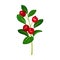 Lingonberry Branch with Oval Leaves Bearing Edible Red Fruit Vector Illustration