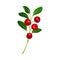 Lingonberry Branch with Oval Leaves Bearing Edible Red Fruit Vector Illustration