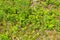 Lingonberry bush with flowers and new leaves. lingonberry leaf, summer day in deep forest in Belarus