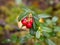 Lingonberry bush with ripe berries