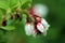 Lingonberry (cowberry) in bloom with water drops on its flower