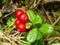 Lingonberry or Cowberry Plant