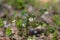 Lingonberry flowers in forest