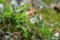 Lingonberry flowers in forest