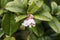 Lingonberry flowers with water drops