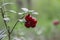 Lingonberry in the forest