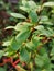 Lingonberry leaves. Beautiful background with green leaves of lingonberry. Lingonberries forest. Cowberry leaves