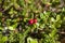 Lingonberry leaves. Beautiful background with green leaves of lingonberry. Lingonberries forest. Cowberry leaves. red lingonberry