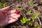 Lingonberry plant on a hand with a bunch of ripe berries, growing among fallen pine tree needles and cones in the forest