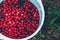 Lingonberry. Ripe and fresh lingonberries and blueberries in the bowl