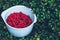 Lingonberry. Ripe and fresh lingonberries and blueberries in the bowl