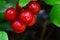 Lingonberry ripe in a morning dew of a forest plant