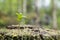 Lingonberry sapling, moss and lichen on a stump