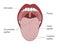 Lingual Gustatory Papillae and Taste Buds Human Mouth