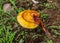 Lingzhi Reishi Mushroom