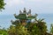 Linh Ung pagoda dragon sculpture roof Danang city