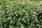 Linnaea grandiflora or Abelia grandiflora shrub with arching branches covered with oval leaves and clusters of pink tinged white