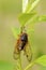 Linnaeus` 17-year Cicada  706056