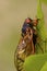 Linnaeus` 17-year Cicada  706069