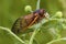 Linnaeus` 17-year Cicada  706071