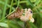 Linnaeus` 17-year Cicada Molt  706103
