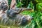 Linnaeus\\\'s Two-toed Sloth