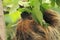 Linnaeus\'s two-toed sloth