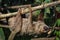 Linnaeus`s two-toed sloth Choloepus didactylus