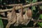 Linnaeus`s two-toed sloth Choloepus didactylus