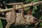 Linnaeus`s two-toed sloth Choloepus didactylus