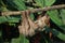 Linnaeus`s two-toed sloth Choloepus didactylus