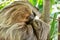Linnaeus\'s two-toed sloth (Choloepus didactylus)