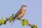 Linnet bird male, Carduelis cannabina singing