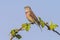 Linnet bird male, Carduelis cannabina singing