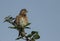 A Linnet, Carduelis cannabina, perched on a bramble bush.