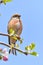 A Linnet, or common Linnet, Linaria cannabina, male, perched on a branch