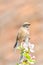 A Linnet, or common Linnet, Linaria cannabina, male, perched on a branch