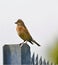 Linnet on keep off our land` security at Rainham Marshes, Essex.