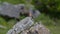 Linnet laid on the rock in the high mountains