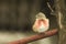 Linnet male (Carduelis cannabina)